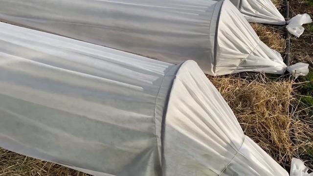Выращивание клубники в Сибири. Наберём 10 тыс. подписчиков к 5 июня!? Ответы на вопросы подписчиков смотреть онлайн
