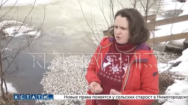 Тысячи особей рыб погибли на озере Светлояр в местах массового купания туристов и паломников смотреть онлайн
