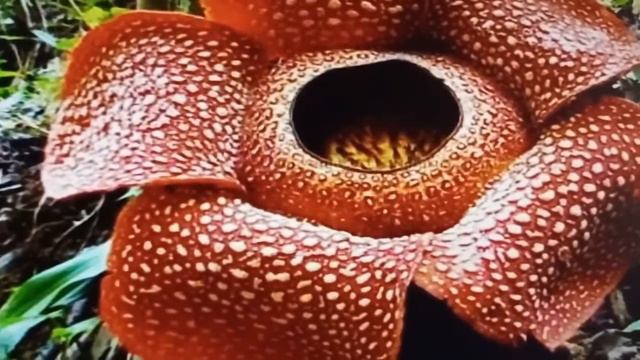 flores mais estranhas do mundo смотреть онлайн