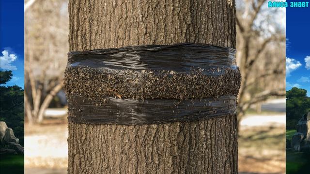 Как избавиться от муравьев на участке лучшие способы борьбы с муравьями химия и народные средства смотреть онлайн