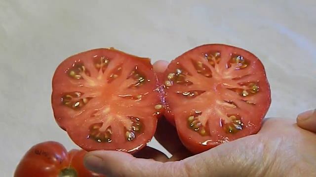 Томат Альбенга. Тест спелых плодов. смотреть онлайн