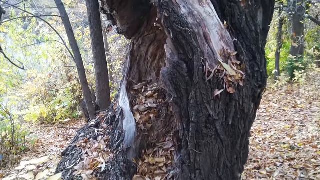 Большое сломанное дерево с дуплом. Full HD 60fps. смотреть онлайн