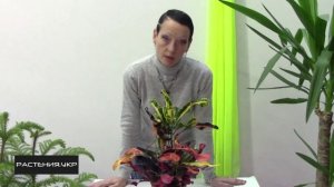 Кротон уход в домашних условиях / Кротон Мамми