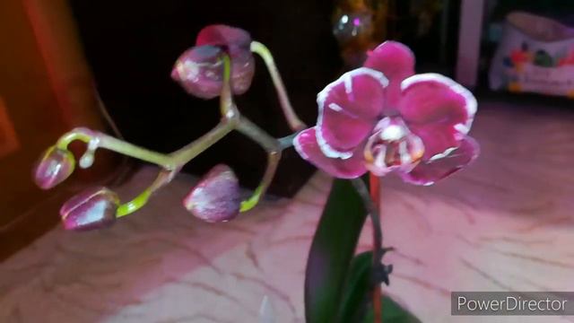 Орхидеи ❤️орхидейка поменяла цвет, вот это да🤔🤔🤔 смотреть онлайн