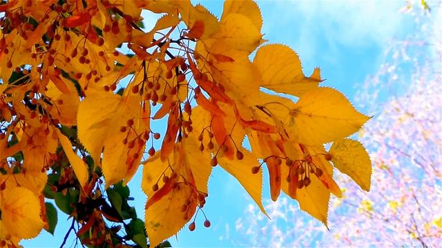 Желтые Осенние Листья Липы. Пожелтевшие Осенние Листья Липы Колышутся на Ветру. Осенние Футажи смотреть онлайн