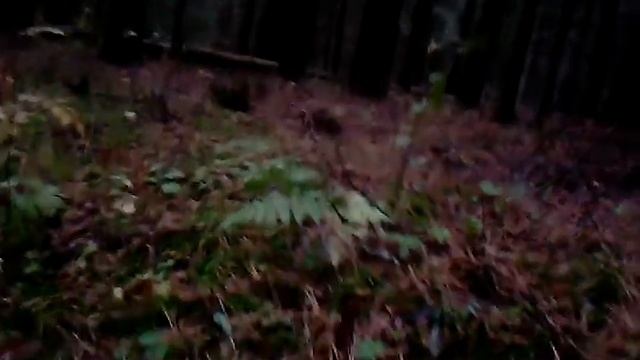 Грибы рядовки серые Петушки в лесу Люба,смотри смотреть онлайн