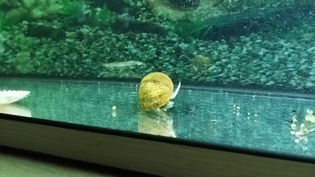 Аквариумная улитка дышит смотреть онлайн