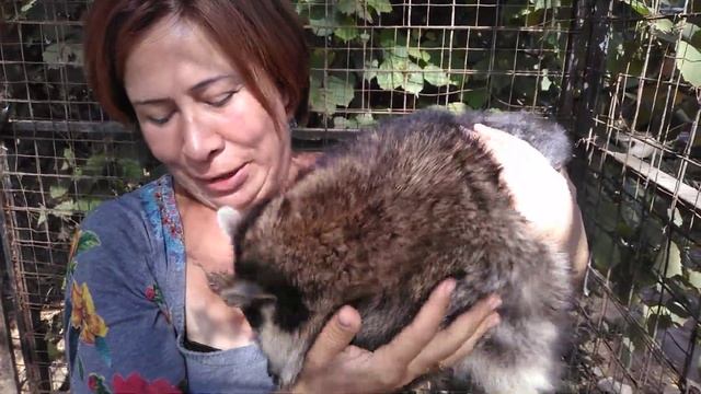 Ольга Каррерас и енотиха Дундуся. Они нашли друг друга. смотреть онлайн