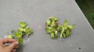 Фундук и Манилиоз-самая опасная болезнь для фундука!!!!