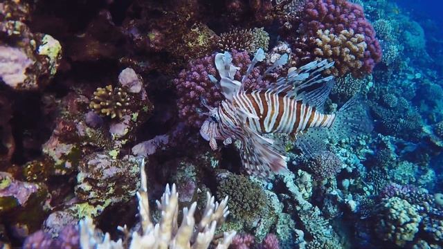 Egypt | RedSea Cost | Coral Reef - Lionfish. Крылатка-зебра. Рыба-зебра или полосатая крылатка
