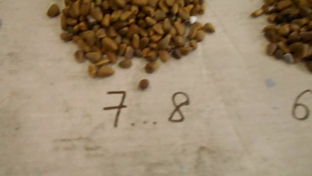 Фракционер кедрового ореха и ядра ФО-0.05 смотреть онлайн