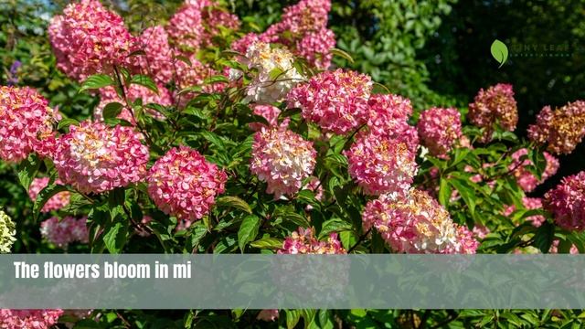 Vanilla Strawberry Hydrangea Plant | Hydrangea Paniculata | TinyLeaf