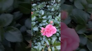 Цветение розы  Palmengarten Frankfurt. Регион Южный Урал.