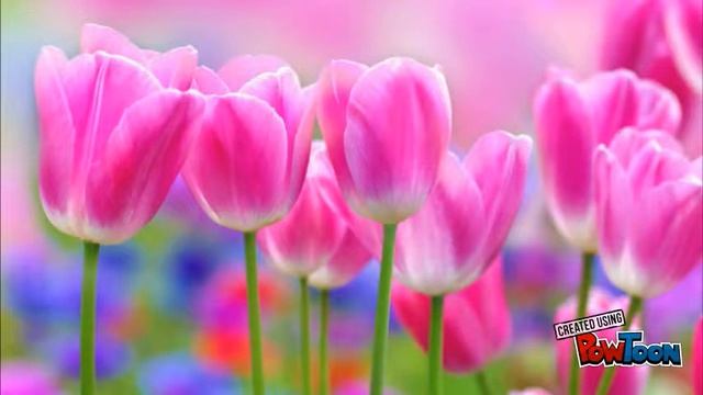 Сенкан Весна смотреть онлайн