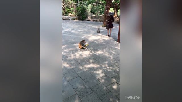 Обезьяны в Китае воруют еду и вещи туристов смотреть онлайн