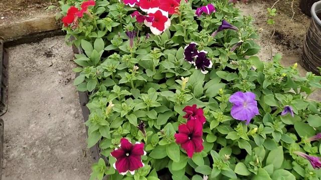 ПЕТУНИЯ ДРИМС? ФРОСТ? ХУЛАХУП? ДЭДДИ? ЯРКИЕ КРАСКИ В ОДНОМ ВИДЕО! смотреть онлайн