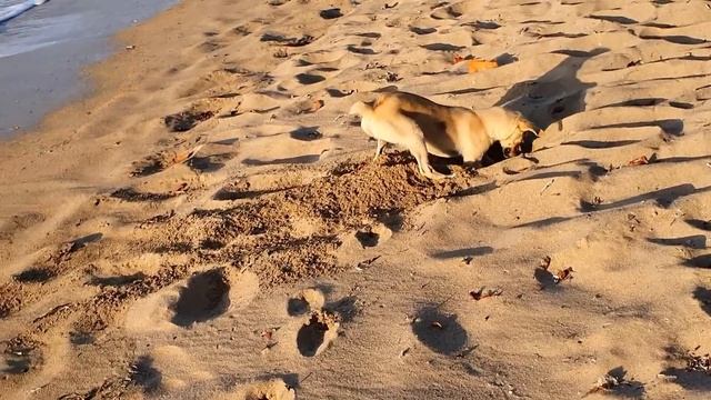 Jaszczurka i łowca krabów na plaży Playa Bachata. смотреть онлайн