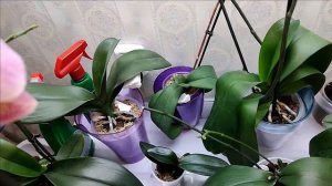 Орхидея ,Леко фантастик или (Dragon Heart) ?Как появляются детки на орхидеях.mp4