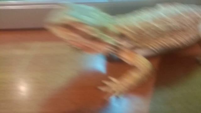 Бородатая агама смотреть онлайн