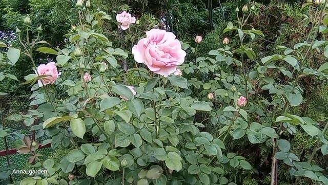 #розы Рококо распускается, май 23 Rokoko (TANokor)  Tantau, 1987 Шрабы