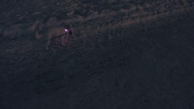 ДЖЕК РАССЕЛ ТЕРЬЕР. Прогулка с поводком или без?! смотреть онлайн