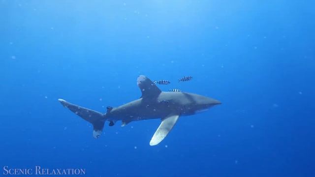The Ocean 4K - Scenic Wildlife Film With Calming Music