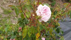 New David Austin rose silas marner