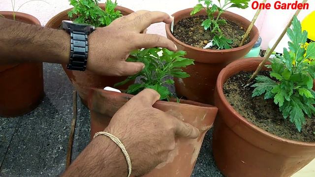 Pinching for chrysanthemum ,the right way and pest control ,Chrysanthemum mission 1000, Part 13 смотреть онлайн