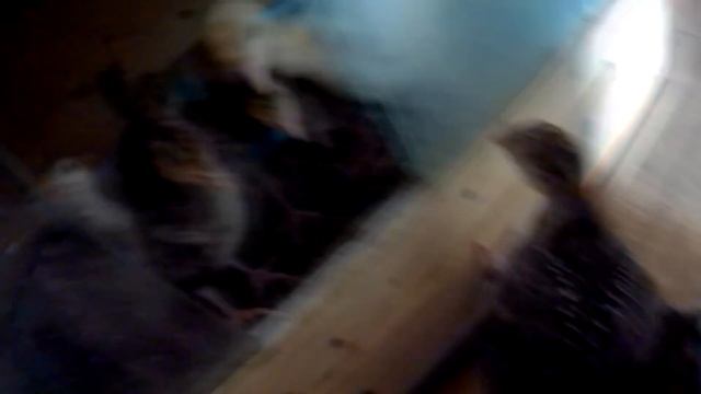 Особенности выращивания бройлерной индейки // От 0 до 14 дней // Наш опыт// Мое хозяйство смотреть онлайн