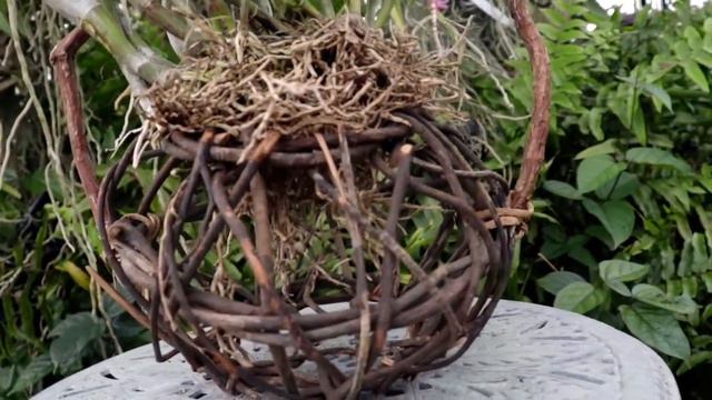 Money Saving, FLEA MARKET HAUL - How I Use for My Orchids & Bloopers Too! смотреть онлайн