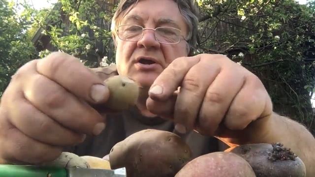 Как правильно резать картошку перед посадкой смотреть онлайн