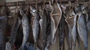 Холодное копчение хариуса и ленка, поздней осенью, в железной бочке ?