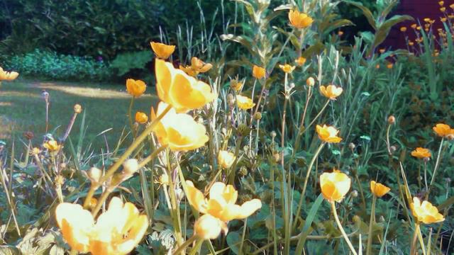 Buttercups - Ranunculus смотреть онлайн
