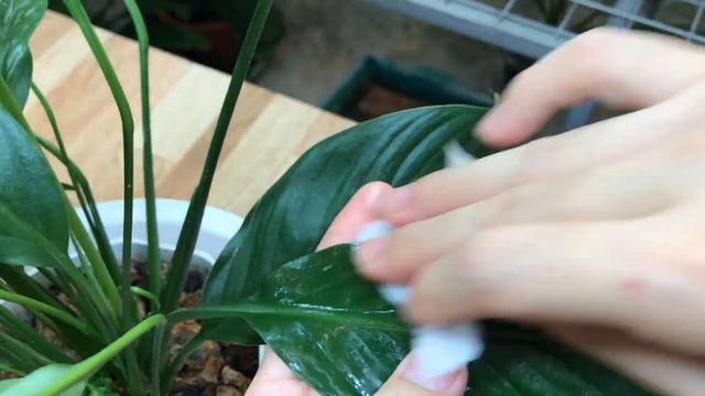 Very Simple! Anthurium Cannot Stop Blooming This Way