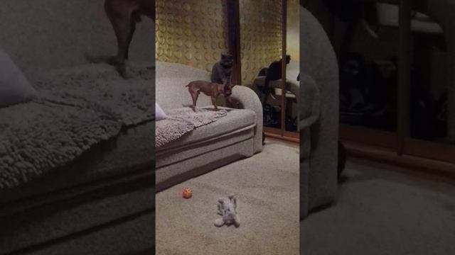 Мистер и Миссис Смит смотреть онлайн