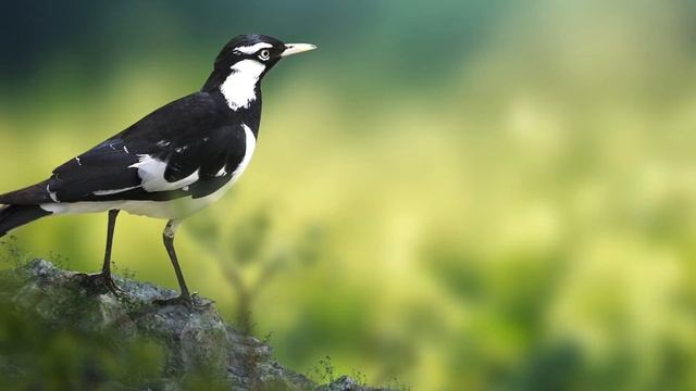 Красивая расслабляющая музыка для снятия напряжения Музыка для сна Медитационная музыка смотреть онлайн