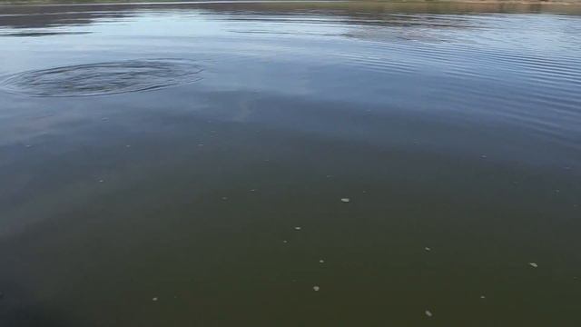 My biggest freshwater fish EVER Barramundi fishing смотреть онлайн