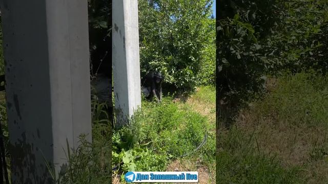 ДЕТИ, БЕРИТЕ ПРИМЕР с ШИМПАНЗЕ как нужно МЫТЬ РУКИ)) смотреть онлайн