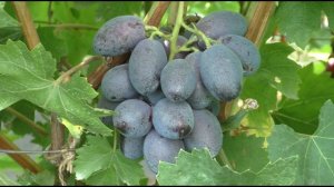 Виноград 2023. Дамасская красавица - действительно красавица