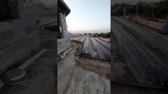 27.07.2022-ж. сорт Мице Нова кулпунай смотреть онлайн