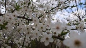 Самые Красивые Мелодии Саксофона_Beautiful mus