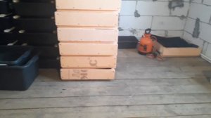 Червь дендробена. О пользе дождевого червя