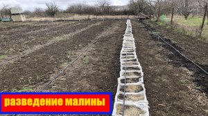 разведение малины || Весенний способ размножения малины крапивкой || Малина как бизнес