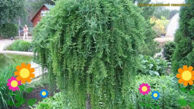 Лиственница кемпфера на штамбе Стиф Випер. Краткий обзор, описание larix kaempferi Stiff Weper смотреть онлайн