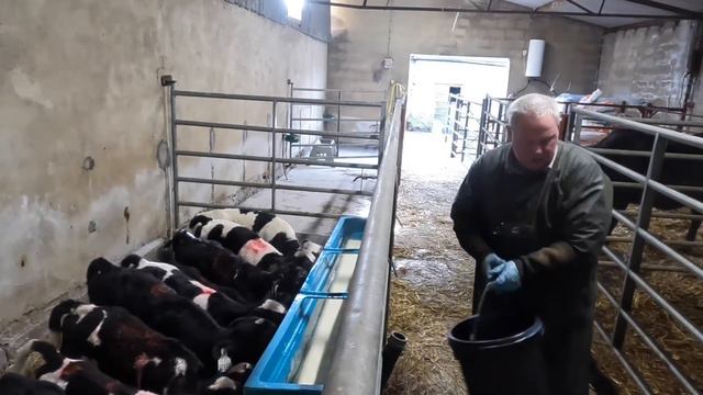 THE CALVING ROUTINE AND TRYING TO TRAIN THE HEIFERS смотреть онлайн