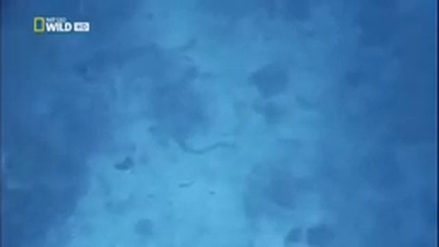 Морские хищники. Самые опасные животные. смотреть онлайн