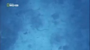 Морские хищники. Самые опасные животные.