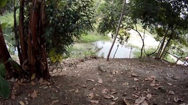 The Coolest Visitor ! Bromelia Nature Lodge Montanita Ecuador Hostel Retreat Beach nature смотреть онлайн