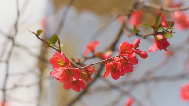 Beautiful Relaxing Music - Soothing Spring Melodies, Mindful And Peaceful Piano Instrumental Music