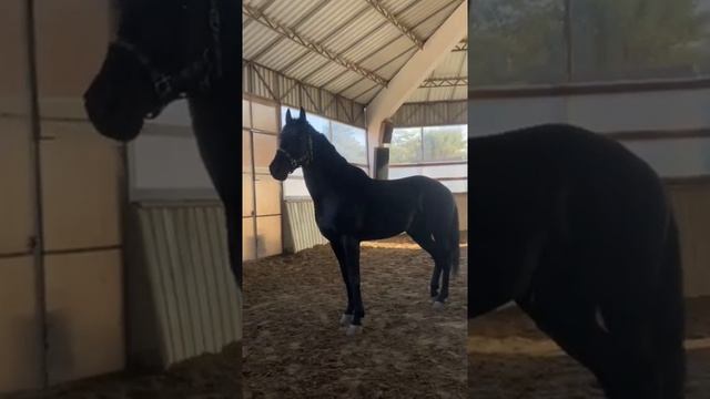 Жеребец карачаевской породы ? #horse #love #live #продажа #лошади #карачай #иноходец смотреть онлайн